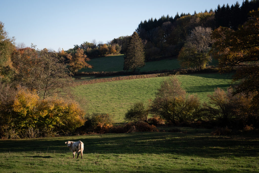 Field with a white cow in an autumn atmosphere. 
Champ avec vache charolaise, ambiance automnale.
Morvan, Burgundy, France.